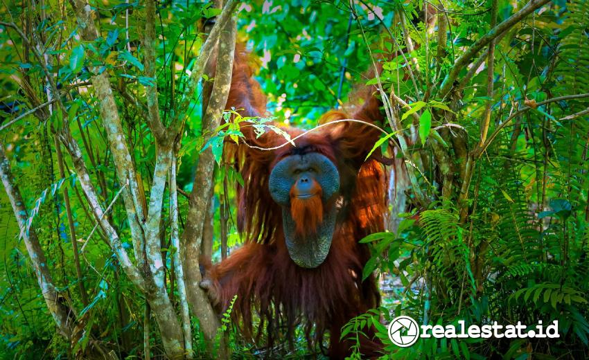 Orang Utan Kawasan Lindung IKN Samboja Lestari Humas OIKN Realestat.id dok Orang Utan Kawasan Lindung IKN Samboja Lestari Humas OIKN Realestat.id dok
