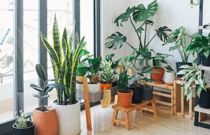 10 Tanaman Hias Indoor yang Mudah Dirawat dan Cantik: Pilihan Terbaik untuk Pemula 10 Tanaman Hias Indoor yang Mudah Dirawat-RealEstat.id