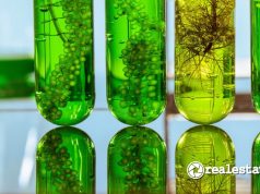 Segudang Manfaat Mikroalga: Mulai dari Kesehatan hingga Bikin Lingkungan Lebih Hijau Manfaat Mikroalga untuk Kesehatan dan Lingkungan-RealEstat.id