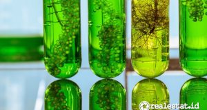 Segudang Manfaat Mikroalga: Mulai dari Kesehatan hingga Bikin Lingkungan Lebih Hijau Manfaat Mikroalga untuk Kesehatan dan Lingkungan-RealEstat.id