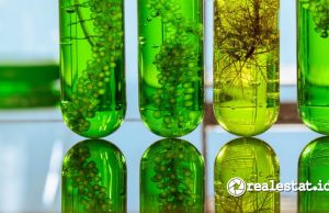 Segudang Manfaat Mikroalga: Mulai dari Kesehatan hingga Bikin Lingkungan Lebih Hijau Manfaat Mikroalga untuk Kesehatan dan Lingkungan-RealEstat.id