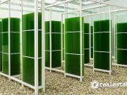 Mikroalga: Si Kecil yang Bisa jadi Solusi Ramah Lingkungan Kota Berkelanjutan Mikroalga yang dikembangkan oleh Semen Merah Putih dan PT Algaepark Indonesia Mandirisebagai bisa menjadi solusi ramah lingkungan-RealEstat.id