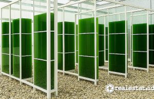 Mikroalga: Si Kecil yang Bisa jadi Solusi Ramah Lingkungan Kota Berkelanjutan Mikroalga yang dikembangkan oleh Semen Merah Putih dan PT Algaepark Indonesia Mandirisebagai bisa menjadi solusi ramah lingkungan-RealEstat.id