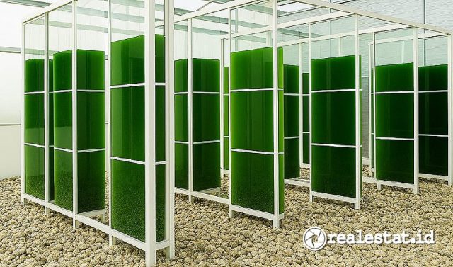 Mikroalga yang dikembangkan oleh Semen Merah Putih dan PT Algaepark Indonesia Mandirisebagai bisa menjadi solusi ramah lingkungan-RealEstat.id Mikroalga yang dikembangkan oleh Semen Merah Putih dan PT Algaepark Indonesia Mandirisebagai bisa menjadi solusi ramah lingkungan-RealEstat.id