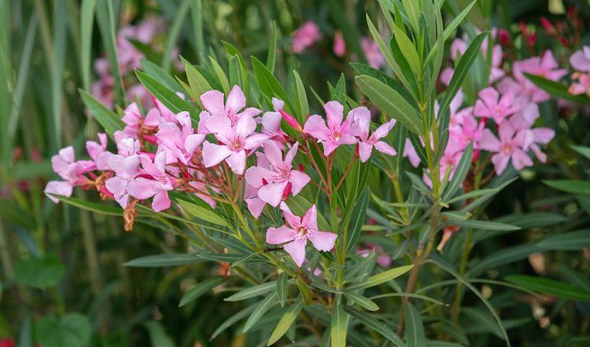 Oleander termasuk jenis tanaman beracun di rumah-RealEstat.id