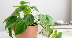 7 Tanaman Hias yang Beracun di Rumah, Cantik tapi Berbahaya! Philodendron merupakan tanaman hias beracun bagi anak-anak dan hewan peliharaan-RealEstat.id