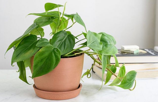 Philodendron merupakan tanaman hias beracun bagi anak-anak dan hewan peliharaan-RealEstat.id