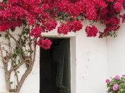 10 Tanaman Hias Gantung Merambat, Bikin Rumah Makin Asri dan Estetik Tanaman Hias Gantung Merambat yang Bikin Rumah Makin Asri-RealEstat.id