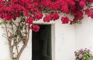 10 Tanaman Hias Gantung Merambat, Bikin Rumah Makin Asri dan Estetik Tanaman Hias Gantung Merambat yang Bikin Rumah Makin Asri-RealEstat.id