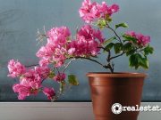 10 Tanaman Hias Tahan Panas yang Cantik dan Mudah Dirawat, Anti Layu! Tanaman Hias Tahan Panas yang Cantik dan Mudah Dirawat-RealEstat.id