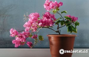 10 Tanaman Hias Tahan Panas yang Cantik dan Mudah Dirawat, Anti Layu! Tanaman Hias Tahan Panas yang Cantik dan Mudah Dirawat-RealEstat.id