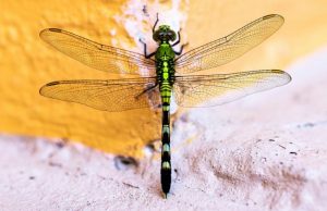 Capung Masuk Rumah Pertanda Apa? Begini Jawaban Ilmiah dan Menurut Islam arti capung masuk rumah-RealEstat.id