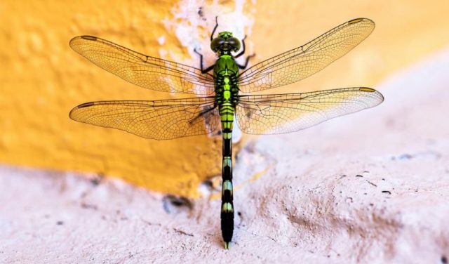 arti capung masuk rumah-RealEstat.id