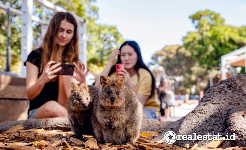 Lokasi Destinasi Wisata Quokka Perth Australia Barat realestat.id dok