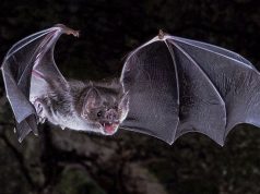 Arti Kelelawar Masuk Rumah, Pertanda Apa? Ini Penjelasan Ilmiah & Mitosnya Arti Kelelawar Masuk Rumah-RealEstat.id